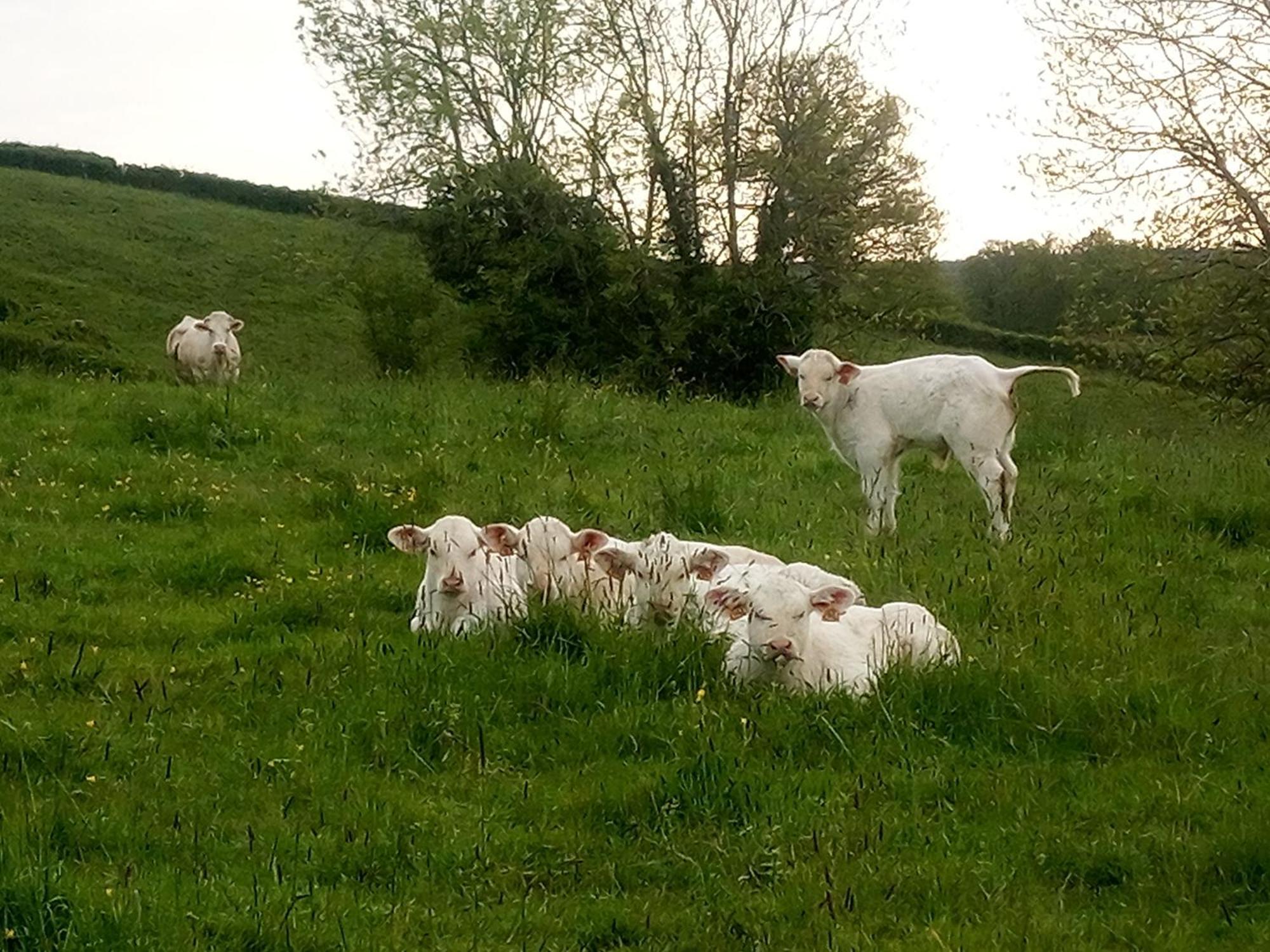Gite A La Ferme Le Rousset Kültér fotó