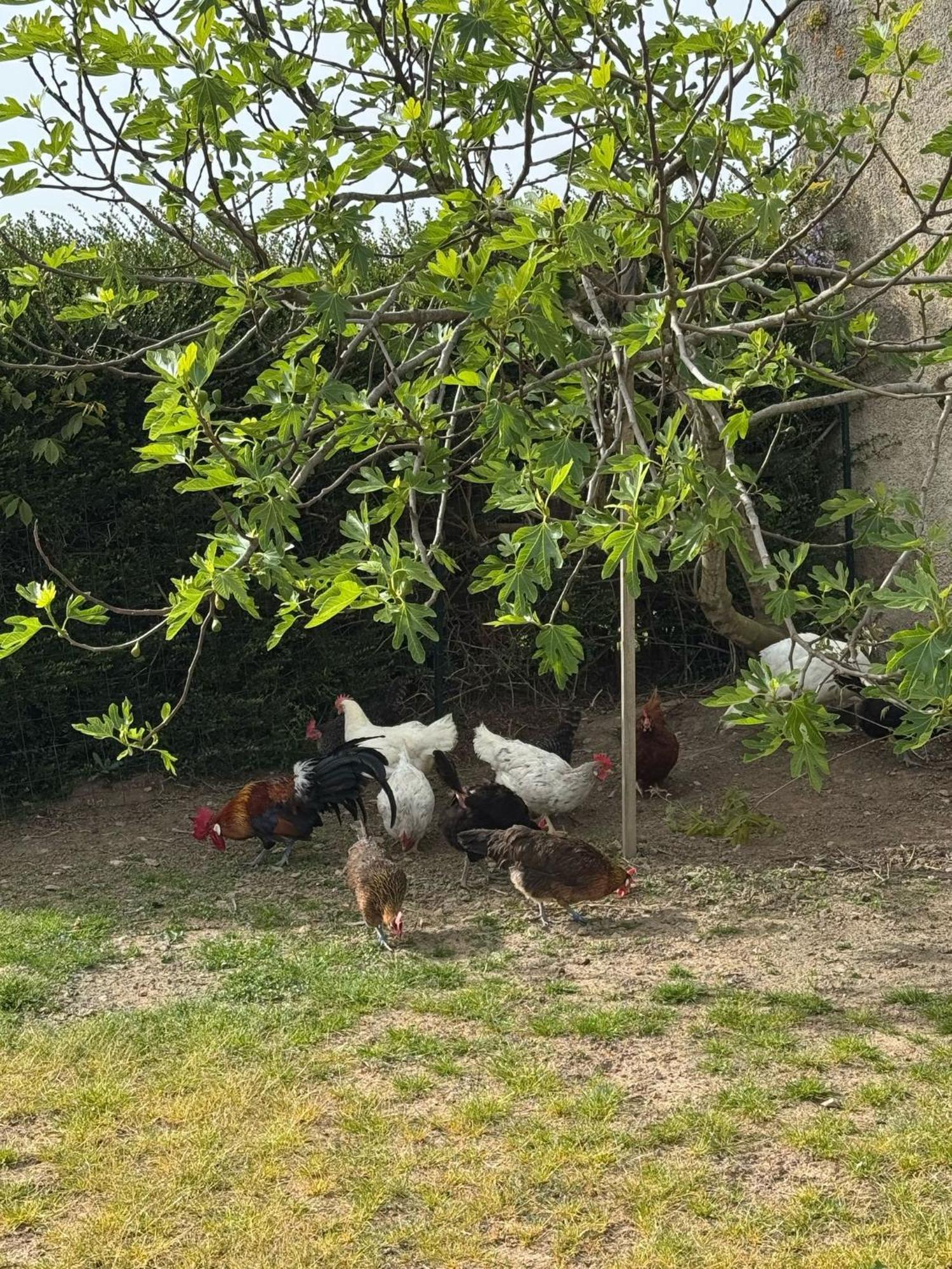 Gite A La Ferme Le Rousset Kültér fotó